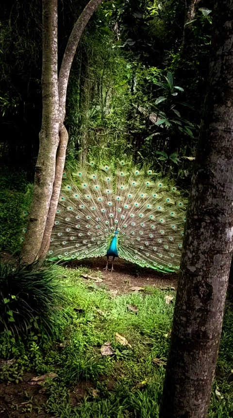 The dancing peacock Stock Footage 218448313