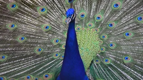 Dancing peacock. Stock Footage 244698079