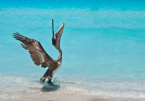 Dancing pelican Stock-Fotos