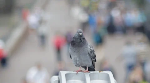 Dancing pigeon Stock Footage 25204125