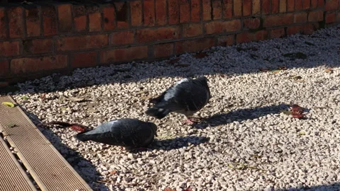 Dancing Pigeon Stock Footage 168980720