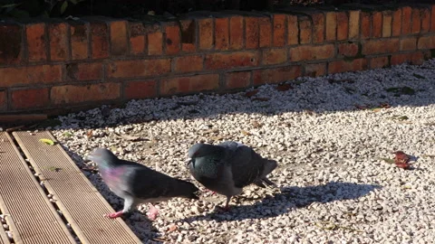 Dancing Pigeon Stock Footage 168982943