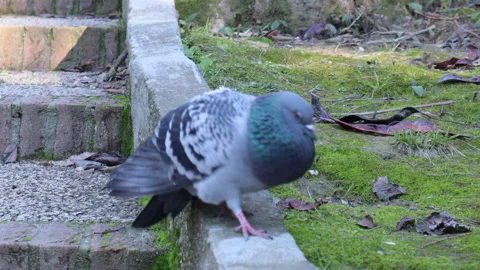 Dancing Pigeon Stock Footage 168983554