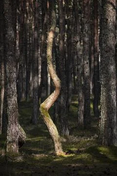 Dancing pine tree Stock Photos