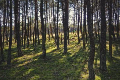 Dancing pines at the edge of a dense forest Stock Photos
