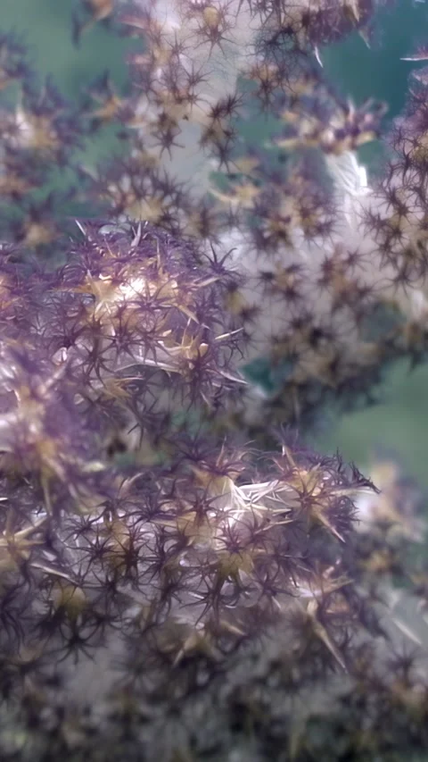 Dancing Polyps of Alcyone Soft Coral in the Philippines Stock Footage 321050019