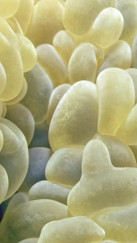 Dancing polyps of bubble coral at dawn in the Red Sea Stock Footage 314133727