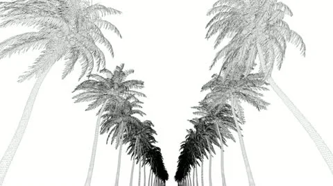 Dancing Pulm trees road Stock Footage 18197256