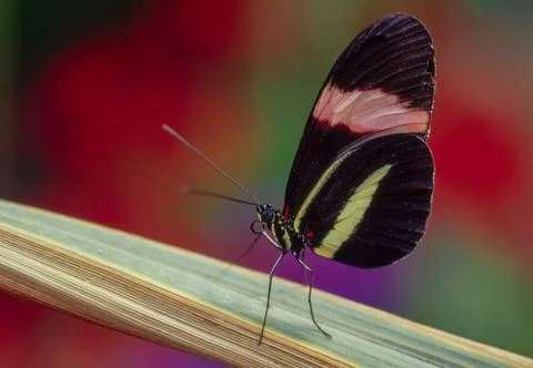 Dancing Queen - Small Postman (Heliconius erato). Stock Photos