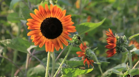 Dancing Red Sunflower on Windy 스톡 동영상 38195243