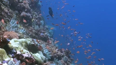 Dancing Reef Fish Illuminate Vibrant Coral Gardens Beneath Ocean Waves Stock-Footage 334792188