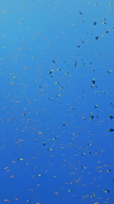 Dancing with the reef fish midday in the depths of the red sea Stock Footage 314133596