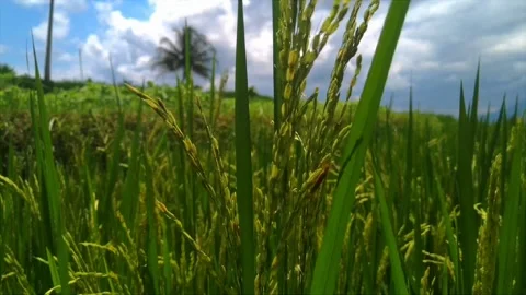 Dancing rice Video stock 236795090