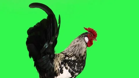 Dancing rooster on green screen Stock-Footage 266985892