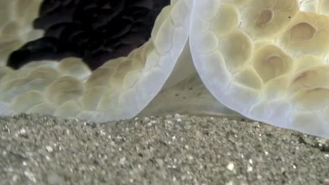 Dancing on the Sand Cuban Dancer Pleurobranchus Grandis Side Slug Stock Footage 337494481