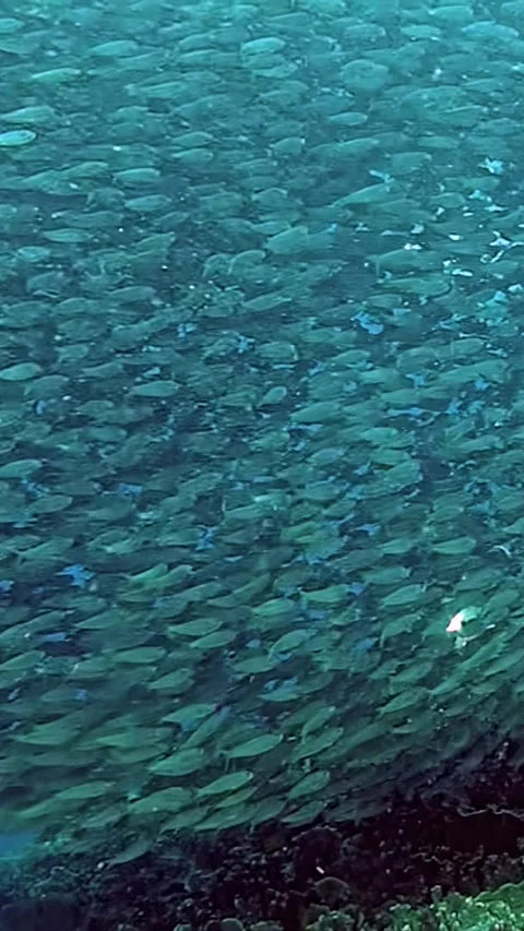 Dancing sardines create a mesmerizing ocean spectacle in the Philippines Stock Footage 321016652