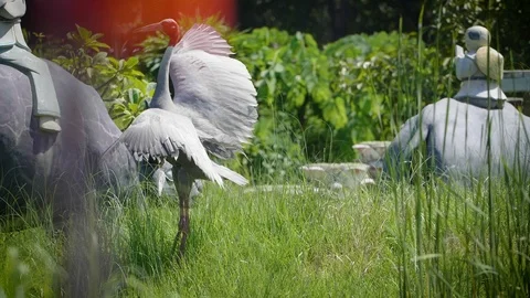 Dancing Sarus crane in the garden of a temple (Lumbini) Stock Footage 117653643