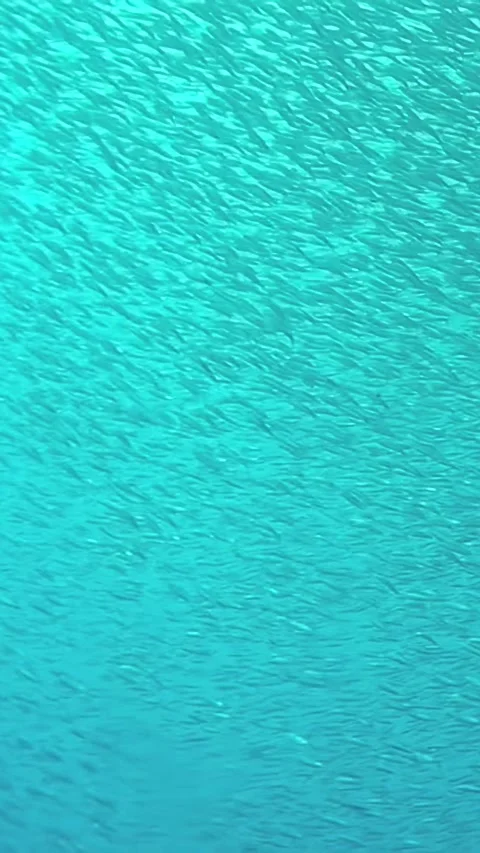 Dancing school of tuna fish swimming in the turquoise waters of the Philippines Video stock 340587279