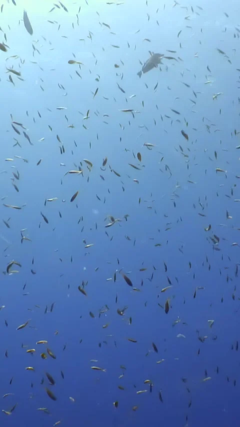Dancing schools of fish beneath the surface of the red sea Stock Footage 314133560