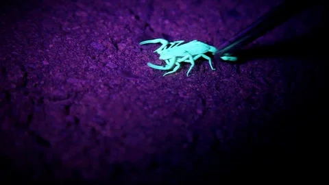 Dancing Scorpion Under Black Light Stock Footage 96467182