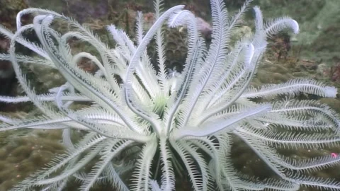 Dancing sea lily sways gently in waters of the Philippines Stock Footage 321049793