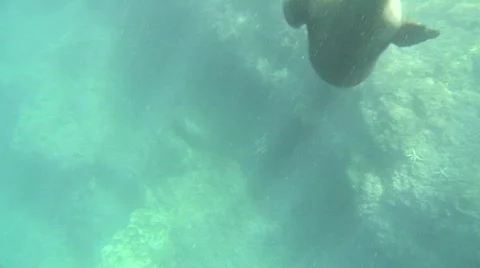 Dancing sea lion 1 Stock Footage