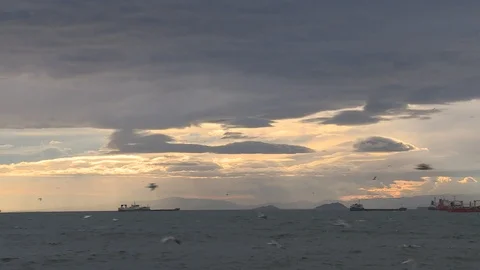Dancing seagulls above sea Video stock 114580510