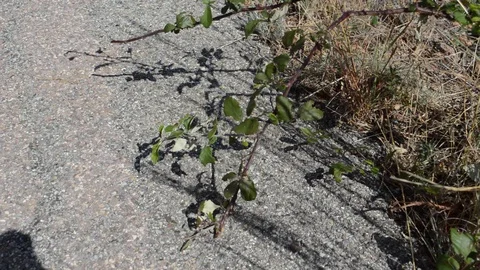 Dancing Shadows Stock Footage 117787925