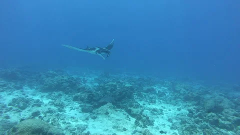 Dancing Shadows Of a Manta Ray In Indian Ocean Depth Stock-Footage 327016507