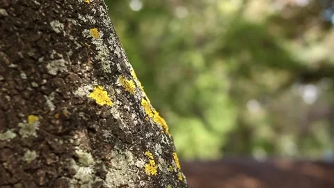 Dancing shadows on mossy bark with  Stock Footage 319743794
