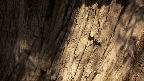 Dancing shadows on the surface of bark Video stock 94314210