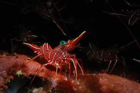 Dancing shrimp Stock Photos