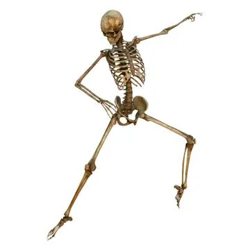 Dancing skeleton イラスト素材
