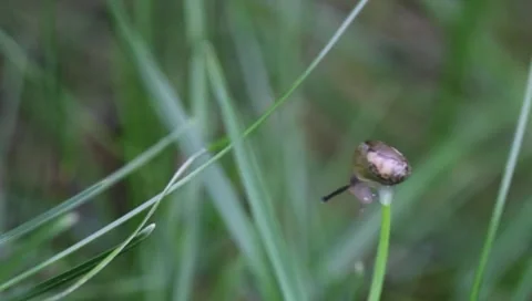 Dancing snail on grass leaf Stock Footage 8509754