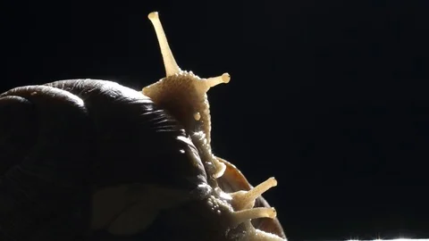 Dancing snails Stock Footage 116391239