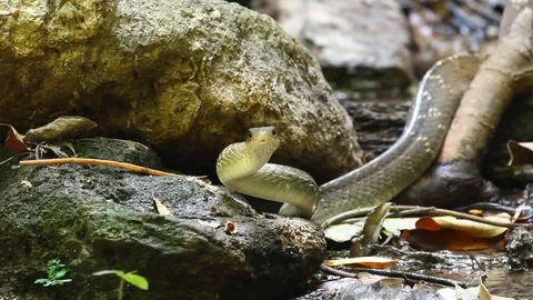 Dancing snake Stock Footage 78601261