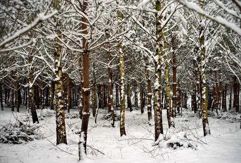 Dancing snowy trees. Defocused background with snowy trees in the forest. Stock Photos