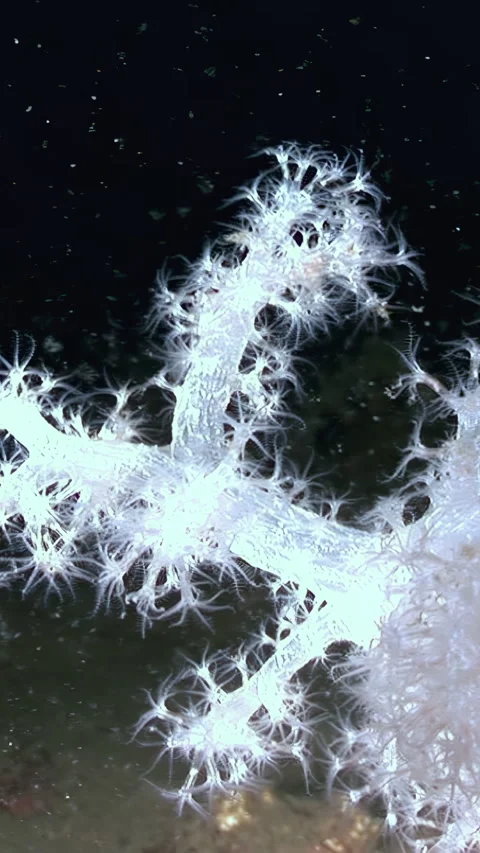 Dancing Soft Coral in the Deep of Sulawesi Sea Video stock 331989437