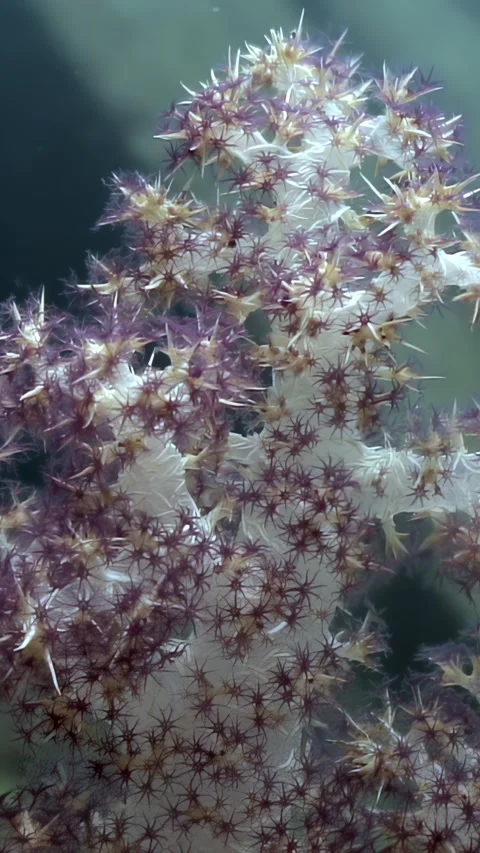 Dancing Soft Coral Garden in the Waters of the Philippines Stock Footage 321017645