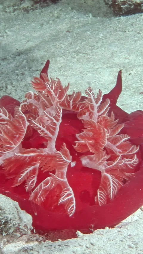 Dancing spanish dancer in the Red Sea with Imperial Shrimp Video stock 311858327
