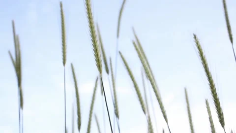 Dancing spikes 库存影片 171943184