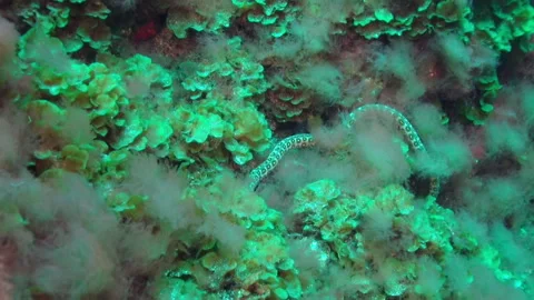 Dancing spotted garden eel among coral reef in la palma canary islands Stock Footage 312098583