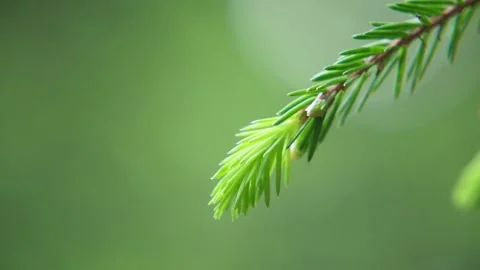 The Dancing Spruce Tip – Gentle Movements in the Wind Vídeos de archivo 310667450