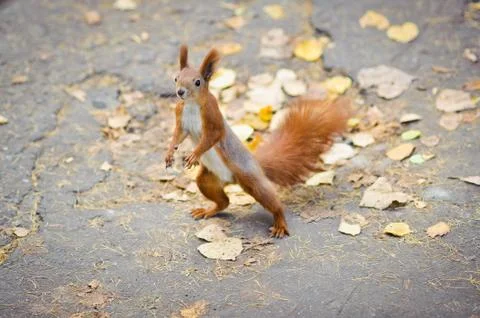 Dancing squirrel Stock Photos