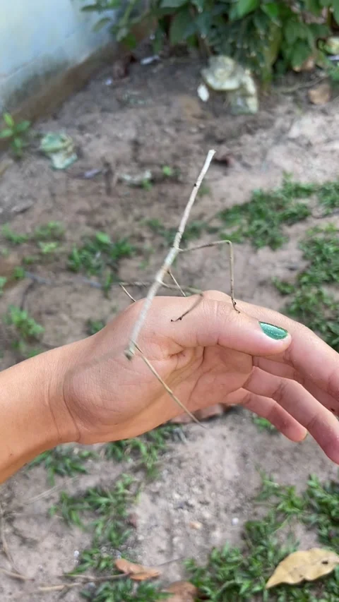 Dancing Stick Bug, Baiao, Para, Brazil - 21 Aug 2024 Stock Footage 289913231