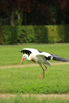 Dancing stork Stock Photos