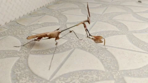 DANCING STYLES OF LA MANTIS RELIGIOSA- THE EUROPEAN MANTIS - HD(4K) Video stock 224785008