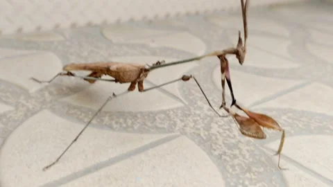 DANCING STYLES OF LA MANTIS RELIGIOSA- THE EUROPEAN MANTIS - HD(4K) Video stock 224785271