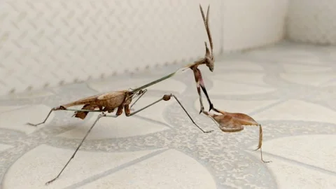 DANCING STYLES OF LA MANTIS RELIGIOSA- THE EUROPEAN MANTIS - HD(4K) Video stock 224785277