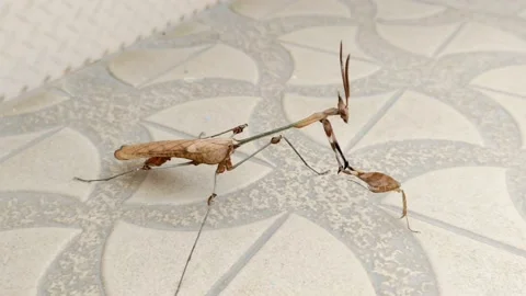 DANCING STYLES OF LA MANTIS RELIGIOSA- THE EUROPEAN MANTIS - HD(4K) Stock Footage 224785466